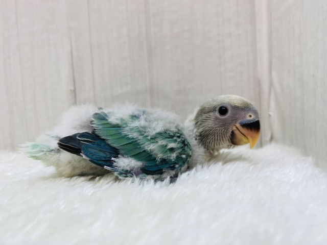 コザクラインコ（小桜インコ）