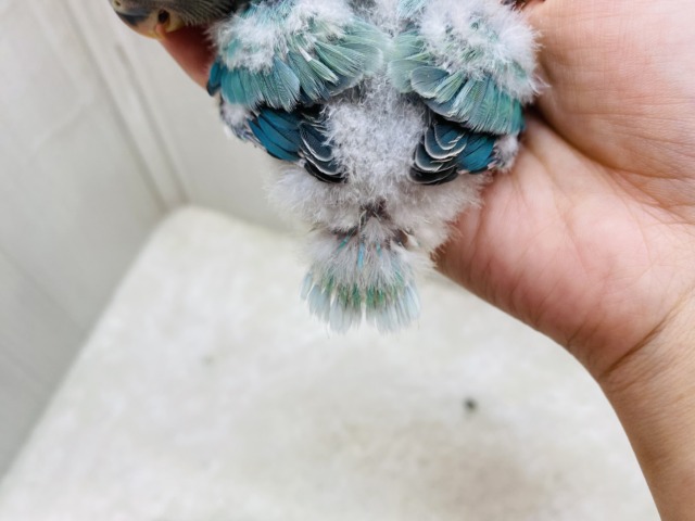 コザクラインコ（小桜インコ）