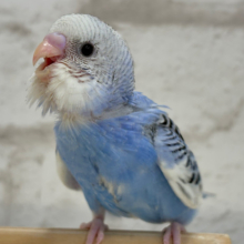 【最新画像更新🪄】わくわく✨大人になるのが楽しみだぁ𖤐  ̖́-‬セキセイインコ(パイド) ヒナ