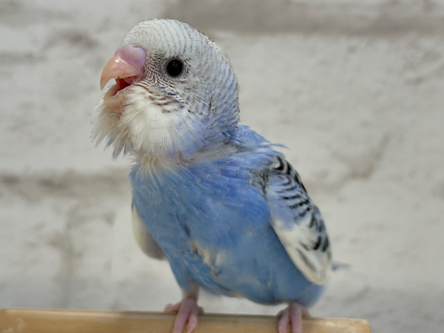 【最新画像更新🪄】わくわく✨大人になるのが楽しみだぁ𖤐 ̖́-‬セキセイインコ(パイド) ヒナ