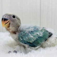 るんるん気分は青リンゴ🍏💚コザクラインコ（ブルーチェリーオパーリン）⭐️