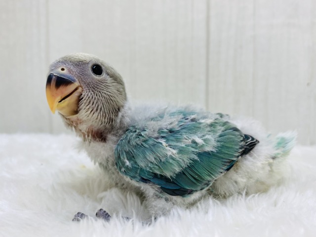 るんるん気分は青リンゴ🍏💚コザクラインコ（ブルーチェリーオパーリン）⭐️