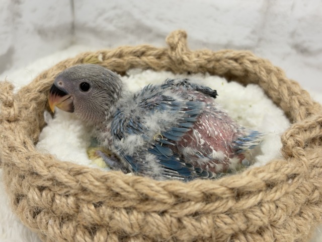 コザクラインコ（小桜インコ）