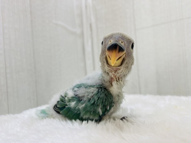 コザクラインコ（小桜インコ）