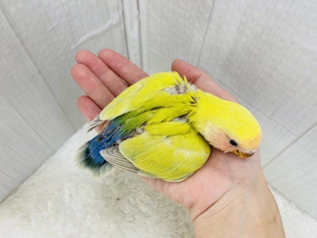 コザクラインコ（小桜インコ）
