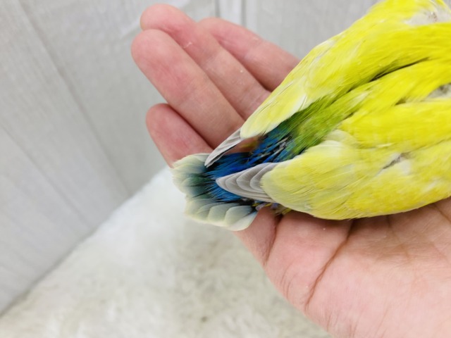 コザクラインコ（小桜インコ）