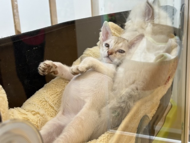 とにかく遊びたいし、甘えたいにゃ〜ん♥シンガプーラくん! シンガプーラ