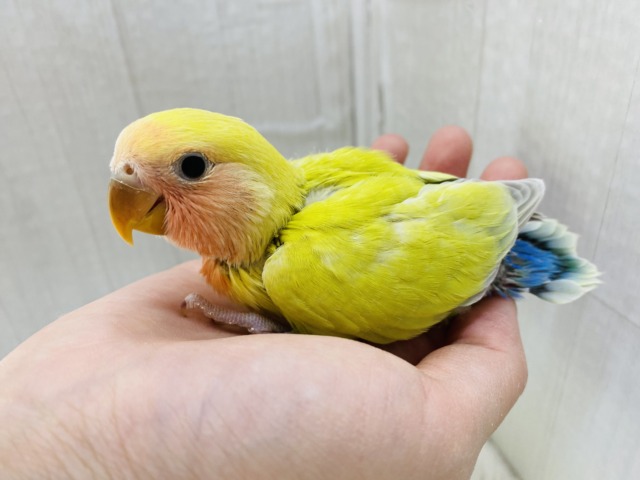 コザクラインコ（小桜インコ）