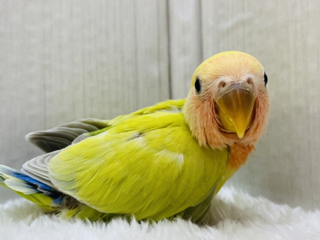 コザクラインコ（小桜インコ）