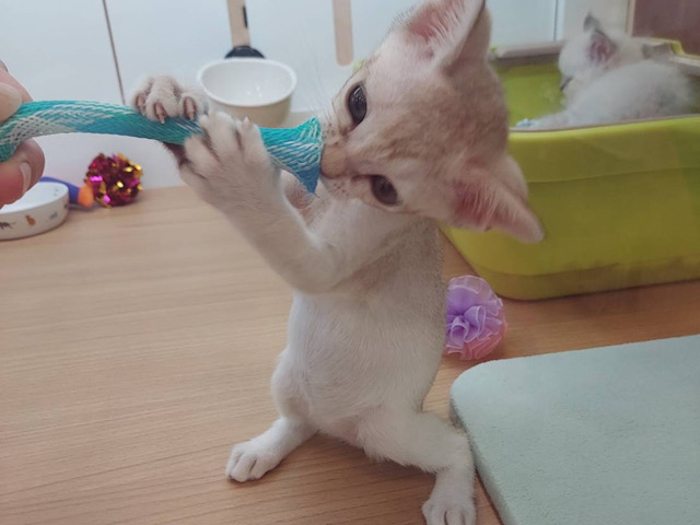 とにかく遊びたいし、甘えたいにゃ〜ん♥シンガプーラくん! シンガプーラ