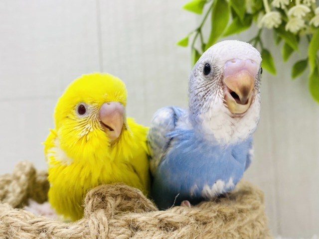 黄💛青💙わちゃわちゃ〜ヒナちゃんず🐣セキセイインコ（ルチノー・スパングル）