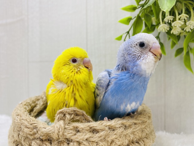 セキセイインコ