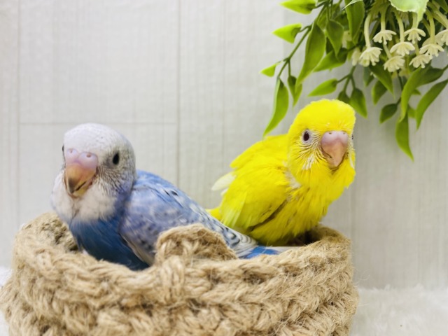 セキセイインコ