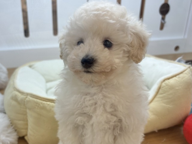 トイプードル