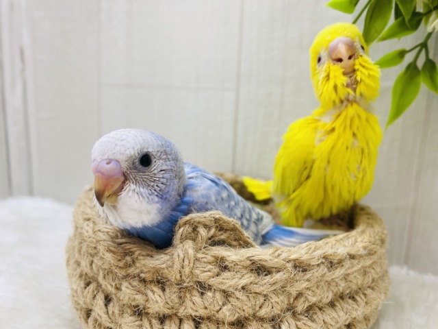 セキセイインコ