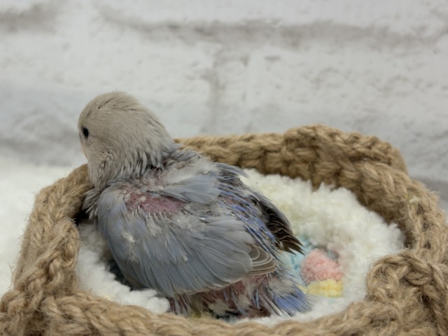 コザクラインコ（小桜インコ）