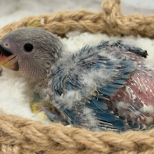 オーシャンブルーの波に乗って🐣🫧コザクラインコ(ターコイズブルーオパーリン) ヒナ