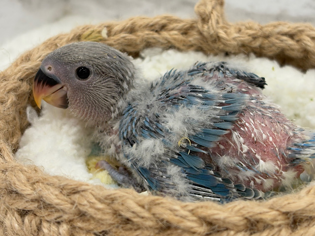 オーシャンブルーの波に乗って🐣🫧コザクラインコ(ターコイズブルーオパーリン) ヒナ