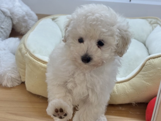 好き好きが止まらな〜い!!トイプードルちゃん! トイプードル