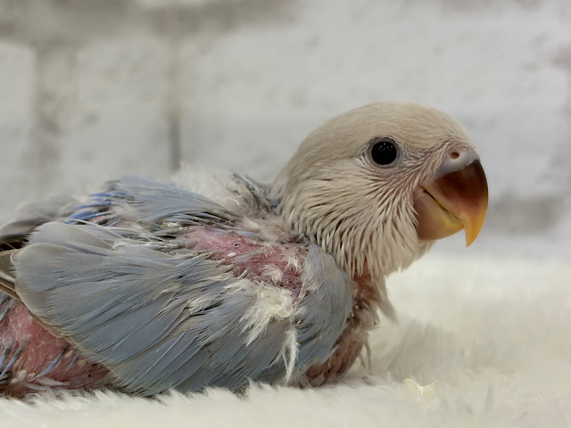 ひと足お先に夏先取りです🐣🌊コザクラインコ(ターコイズシナモンオパーリン) ヒナ