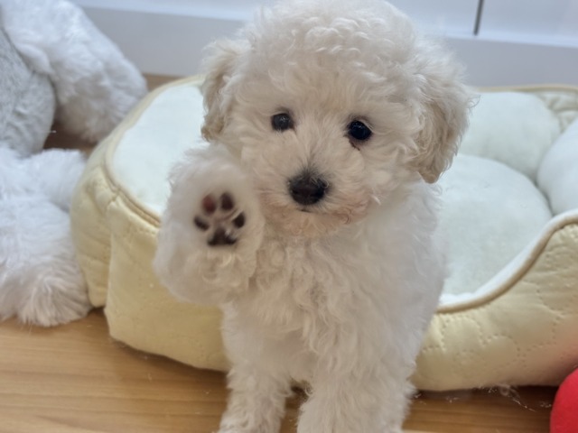 トイプードル