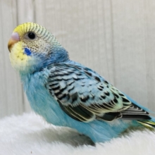 🧊かき氷はブルーハワイで🩵🍧セキセイインコ（イエローフェイスオパーリン）⭐️