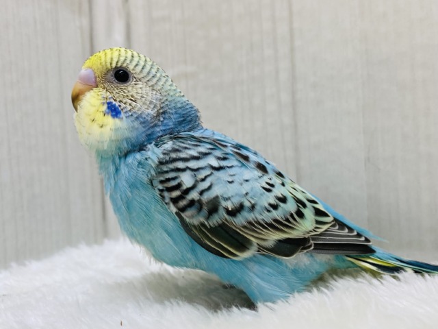 🧊かき氷はブルーハワイで🩵🍧セキセイインコ（イエローフェイスオパーリン）⭐️