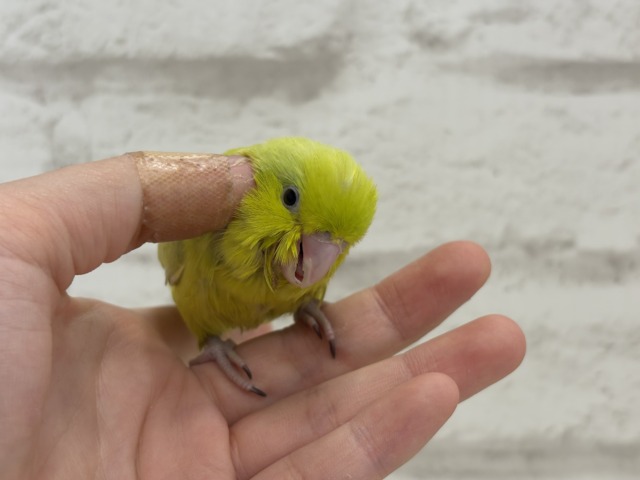 マメルリハ
