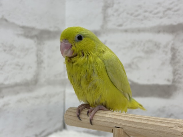 マメルリハ