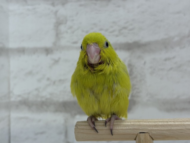 マメルリハ
