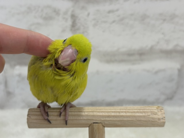 マメルリハ