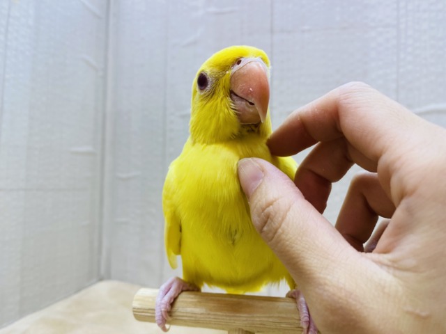 ワカケホンセイインコ（月の輪インコ）