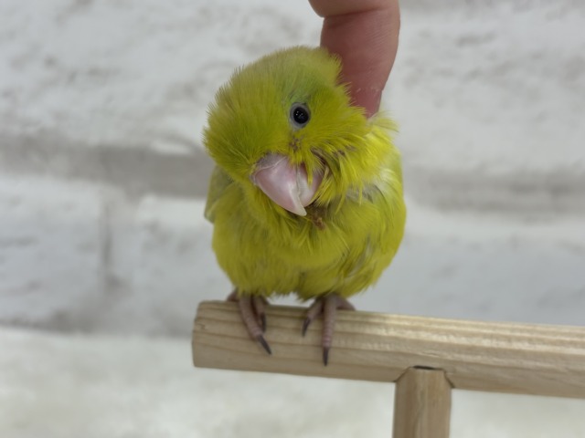 マメルリハ