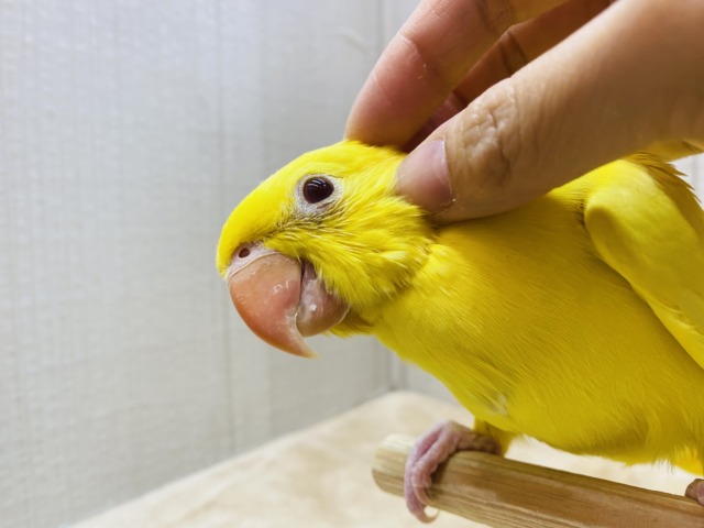 ワカケホンセイインコ（月の輪インコ）