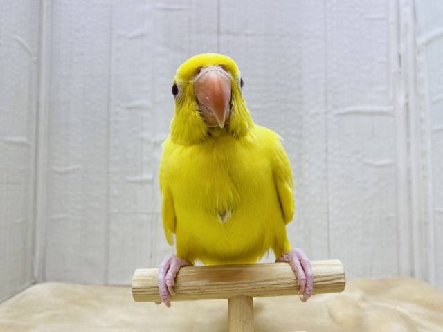 ワカケホンセイインコ（月の輪インコ）