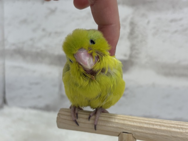 マメルリハ
