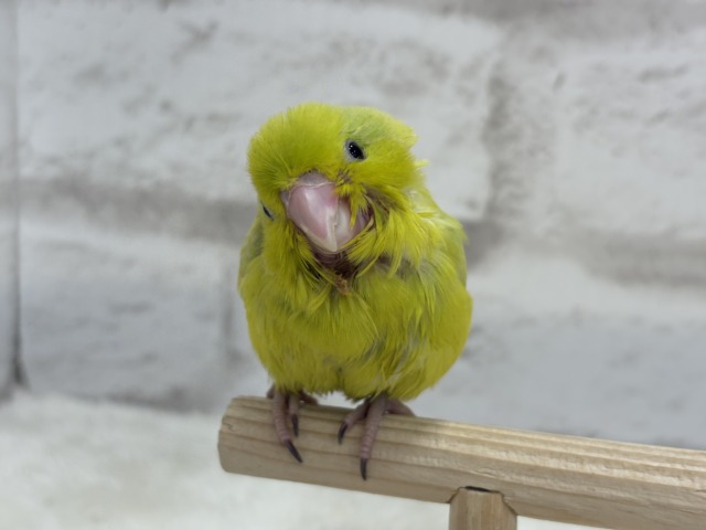 マメルリハ