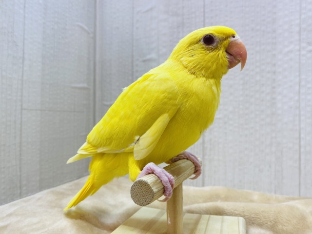 ワカケホンセイインコ（月の輪インコ）