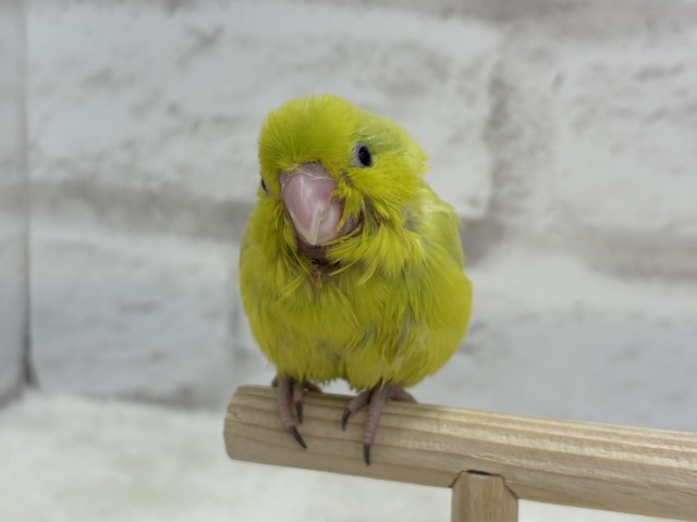 マメルリハ