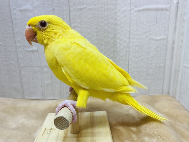 ワカケホンセイインコ（月の輪インコ）