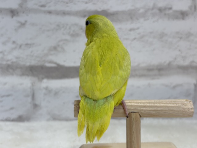 マメルリハ