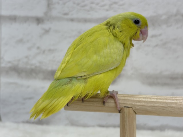 マメルリハ
