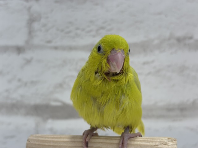 マメルリハ