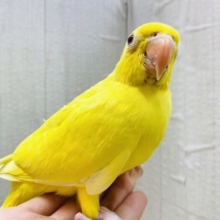 最新画像有ります😊本店久々入舎‼️イエローに輝く✨ワカケホンセイインコ（ルチノー）❤️