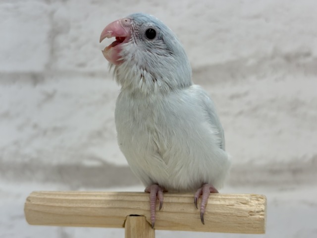 マメルリハ