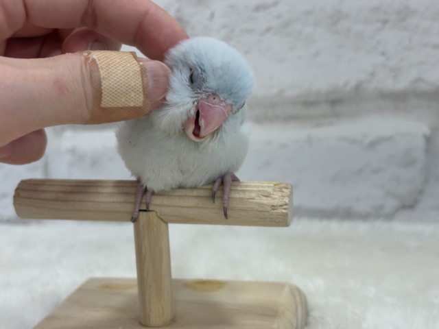 マメルリハ