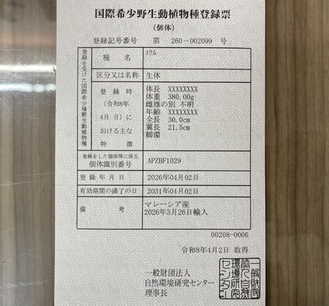 ヨウム