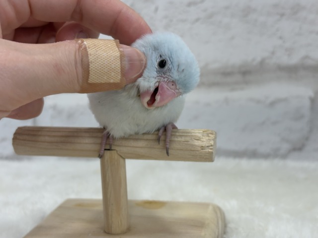 マメルリハ