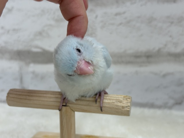 マメルリハ