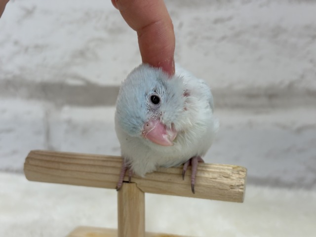 マメルリハ